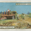 Harvesting tobacco.