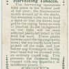 Harvesting tobacco.