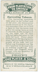 Harvesting tobacco.