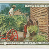 Delivering tobacco at curing barn.