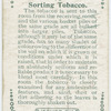 Sorting tobacco.