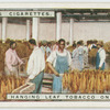 Hanging leaf tobacco on sticks.