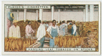 Hanging leaf tobacco on sticks.