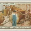 Uncasing prized tobacco for examination.