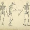 Three poses of skeleton
