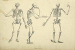 Three poses of skeleton