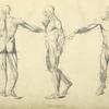 Three poses of musculature