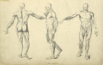 Three poses of musculature