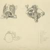Three views of bones of upper torso