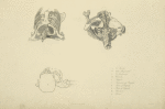 Three views of bones of upper torso