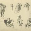 Seven views of bones of ribcage and pelvis