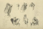 Seven views of bones of ribcage and pelvis