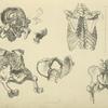 Five views of bones of ribcage and pelvis