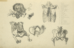 Five views of bones of ribcage and pelvis