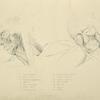 Two views of musculature of the face