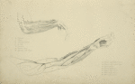 Two views of musculature of the arm