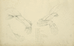 Three views of the musculature of the arm