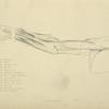 View of musculature of the arm