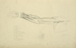 View of musculature of the arm