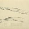 Two views of musculature of the arm