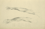 Two views of musculature of the arm
