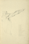 View of right arm and side of torso from the side
