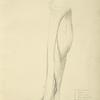 View of musculature of the leg