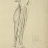 View of musculature of the leg