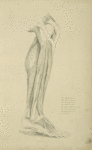 View of musculature of the leg