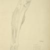 View of musculature of the leg from the front