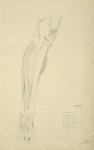 View of musculature of the leg from the front