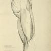 View of musculature of the upper leg and buttock