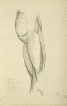 View of musculature of the upper leg and buttock