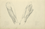 View of musculature of the upper leg