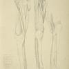 Three views of musculature of the leg