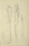 Three views of musculature of the leg