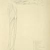 Two views of musculature of lower leg