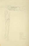 Two views of musculature of lower leg