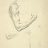 Four views of musculature and bones of bent arm