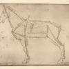 Diagram of horse with lines of anatomy marked