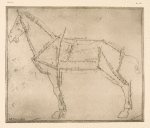 Diagram of horse with lines of anatomy marked