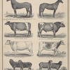 egasus" G. C. S. Sired Green Mountain Chief, dam of messeger descent, chief was sired by hill's Blackhawk, dam by Hamblenian. ; " Lady Maude." C. S. M. Full sister to Pegasus. ; Princess Cow, " Moss Rose II " ; " Aldebaran." Red & White, calved May 18. 1873. Dam Moss Rose II. ; Short Horn Cow, " Daisy I. " ; Short Horn Heifer " Daisy II. " Roan calved May 8. 1873. ; Ten Months Old. ; Stock Ewes. ; Stock owned and bred by J. C. Hall. Alexander, Genesee Co., N.Y.