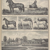 Full brothers, 4-5 years. Sired by May Duke, Dam Miss Brayton by Logan. Winning two first prizes as carriage horses, with open competition. ; Blanche. Sire Country gentelman. Dam messeger descent. ; Logan. Sire Henry Clay. Dam sontag ( Hambletonian.) ; Sontag II. Sire, young Norman, Dam Miss Brayton, by Logan. ; Res. & Stock of B. F. Denison, Bethany TP., Genesee Co., N.Y.