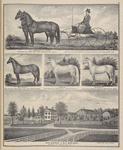 Full brothers, 4-5 years. Sired by May Duke, Dam Miss Brayton by Logan. Winning two first prizes as carriage horses, with open competition. ; Blanche. Sire Country gentelman. Dam messeger descent. ; Logan. Sire Henry Clay. Dam sontag ( Hambletonian.) ; Sontag II. Sire, young Norman, Dam Miss Brayton, by Logan. ; Res. & Stock of B. F. Denison, Bethany TP., Genesee Co., N.Y.