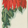 Poinsettia.