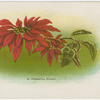Poinsettia flower.