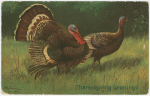 Thanksgiving greetings.