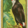 Toucans.