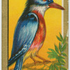 KingFishers.