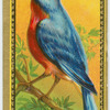 The Bluebird.